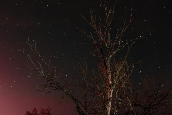 Suchý starý mrtvý strom v noci — Stock fotografie