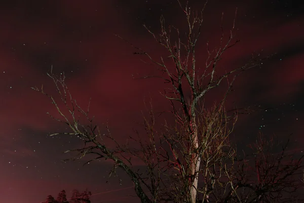 Suchý starý mrtvý strom v noci — Stock fotografie