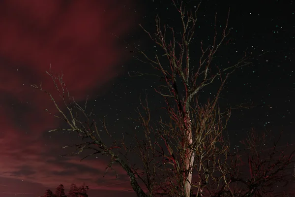 Kuru eski ölü ağaçlar, gece — Stok fotoğraf