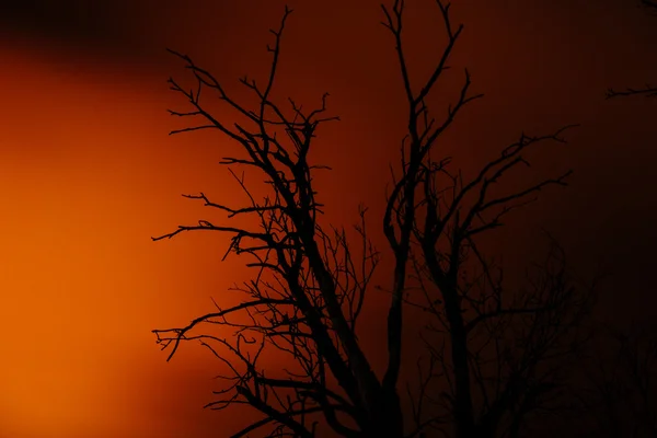 Silhouette alter trockener toter Baum in der Nacht — Stockfoto