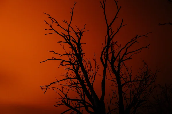 Silhouette alter trockener toter Baum in der Nacht — Stockfoto