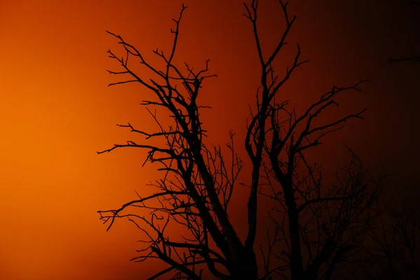 Silhouette vieil arbre mort sec la nuit — Photo