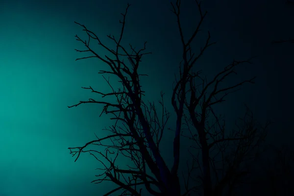 Silhouette gamla torra döda trädet — Stockfoto