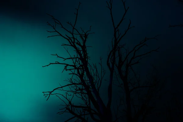 Silhouette gamla torra döda trädet — Stockfoto