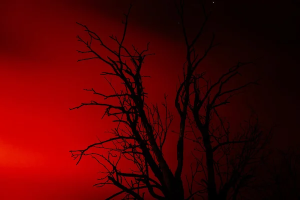 Silhouette old dry dead tree — Stock Photo, Image