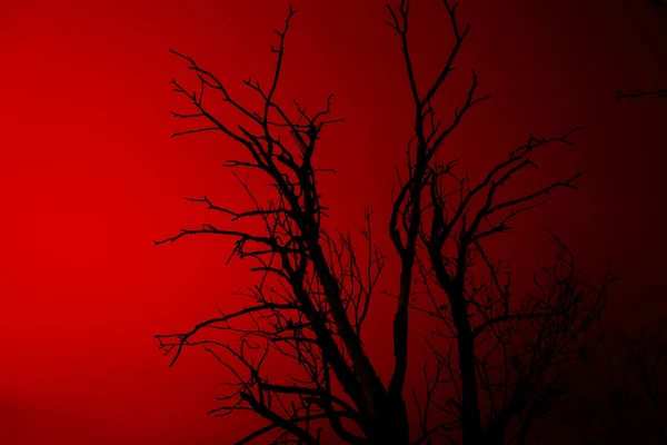 Silhouette vecchio albero secco morto — Foto Stock