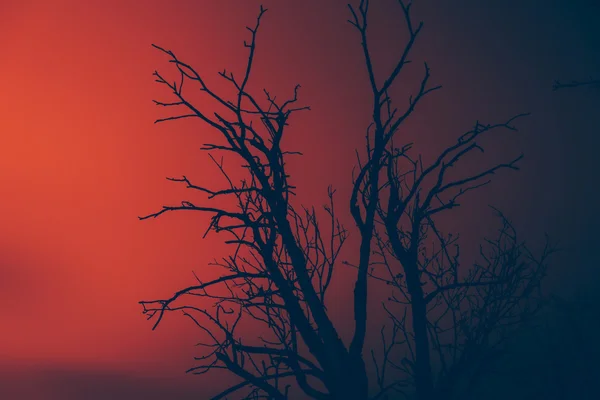 Silhouette dry dead tree on a wildfire — Stock Photo, Image