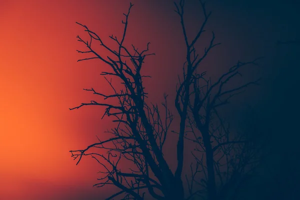 Silhouette trocknet abgestorbenen Baum auf einem Lauffeuer — Stockfoto