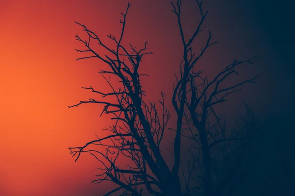 Silhouette arbre mort sec sur un feu de forêt — Photo