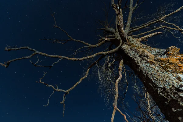 Viejo árbol seco aterrador — Foto de Stock