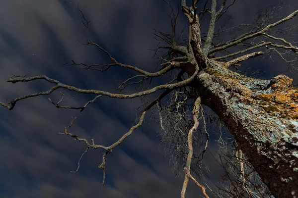 Viejo árbol seco aterrador — Foto de Stock