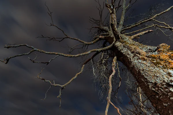 Viejo árbol seco aterrador — Foto de Stock