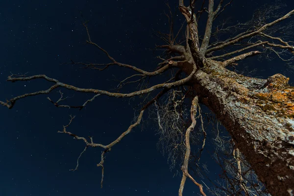 Staré strašidelné suchý strom — Stock fotografie