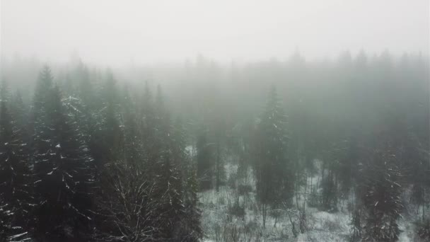 Bosque de invierno en la niebla de vídeo aéreo — Vídeos de Stock