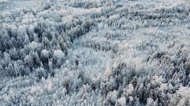 Inverno foresta di neve video aereo — Video Stock