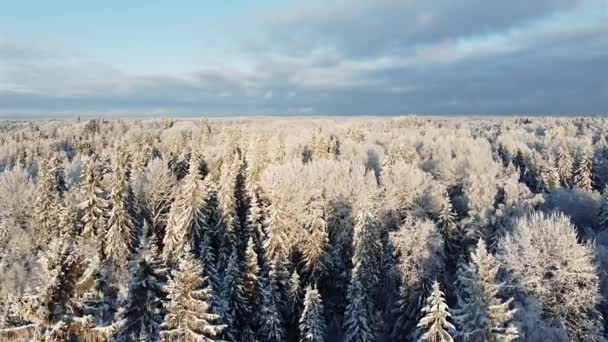 Inverno floresta de neve vídeo aéreo — Vídeo de Stock