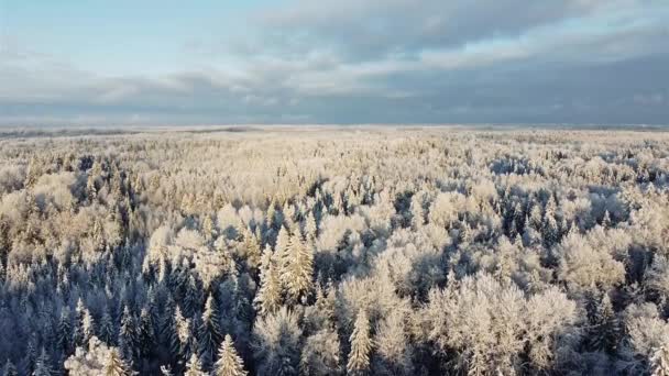 Inverno floresta de neve vídeo aéreo — Vídeo de Stock