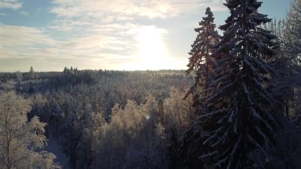 Inverno floresta de neve vídeo aéreo — Vídeo de Stock