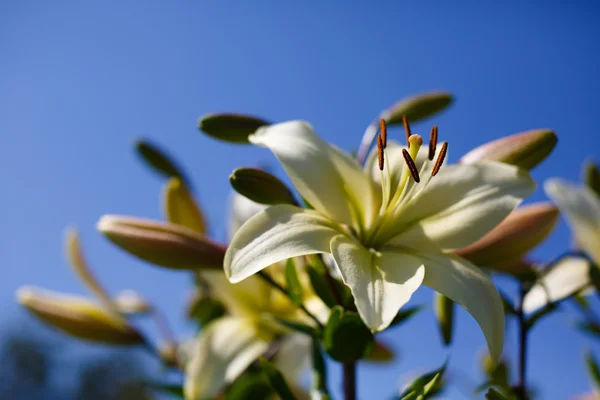 Witte lelies op een blauwe achtergrond — Stockfoto