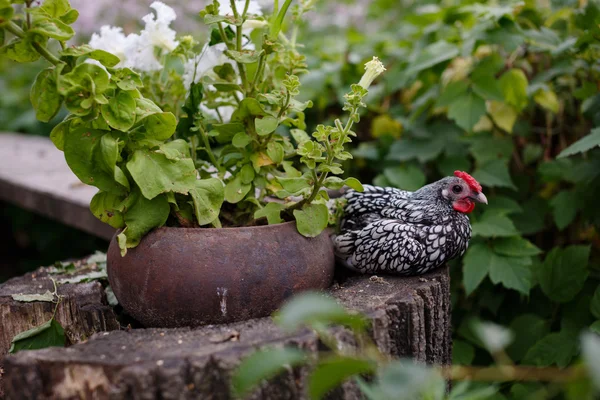 Pollo seduto in giardino — Foto Stock