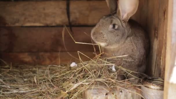 Conejo — Vídeo de stock