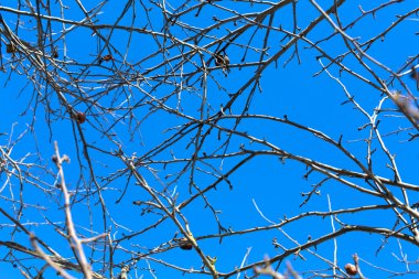 elma ağaçlarının dalları