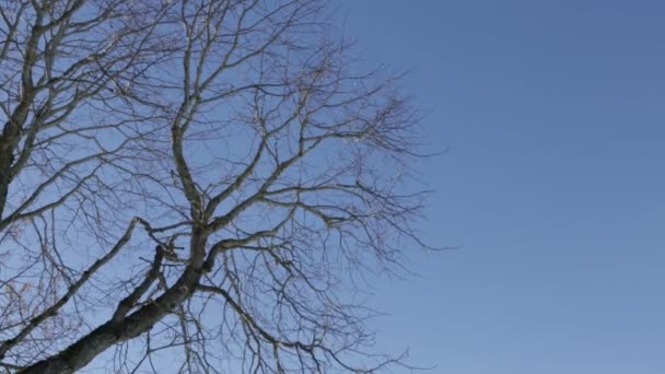 Gałęzie kołyszące się na wietrze — Wideo stockowe