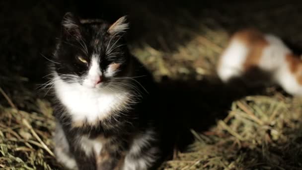 Katten in het hooi — Stockvideo