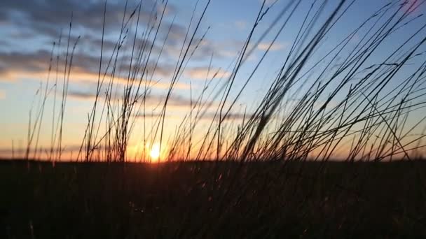 Silhouette di erba ondeggiante nel vento — Video Stock