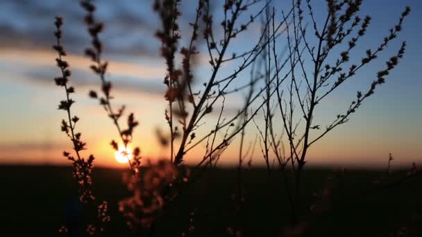 Silhouet van gras zwaaiend in de wind — Stockvideo