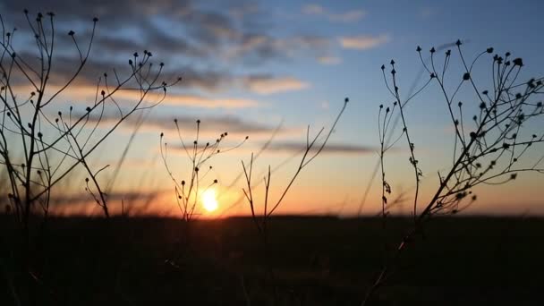 草在风中摇曳的剪影 — 图库视频影像