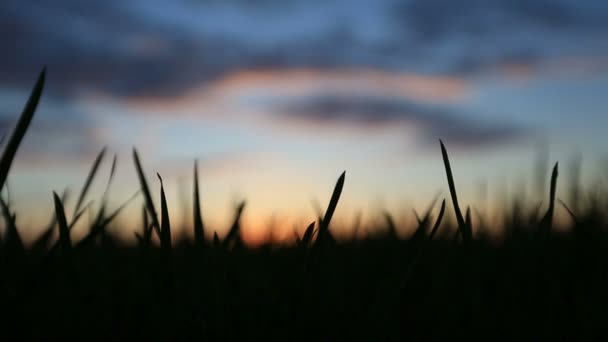 Silhouette d'herbe se balançant dans le vent — Video