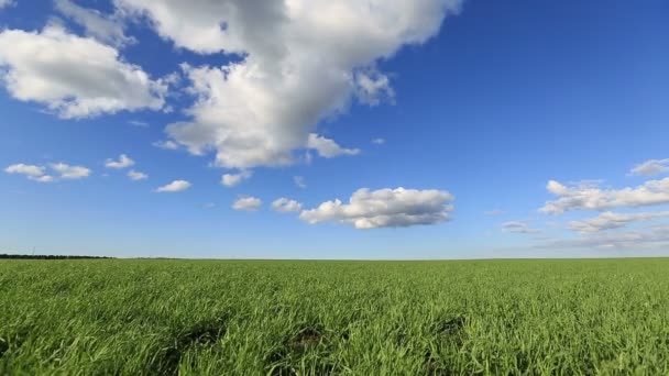 Зеленое поле и голубое небо — стоковое видео