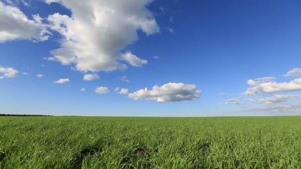 Зеленое поле и голубое небо — стоковое видео