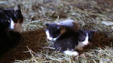 Anne kedi ve kedi yavruları.