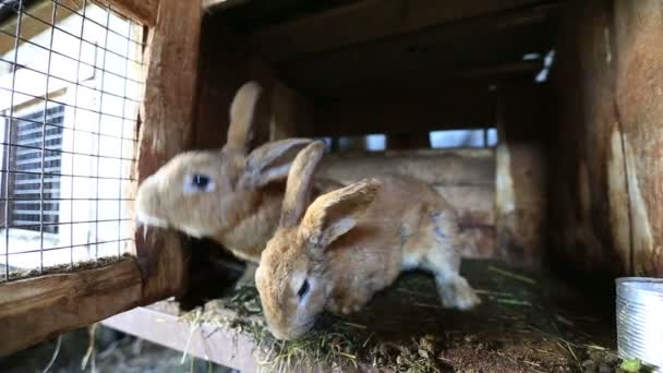 Conejos en la granja — Vídeo de stock