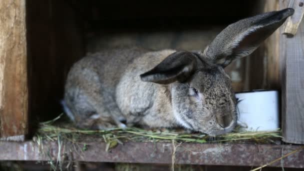 Lapins à la ferme — Video