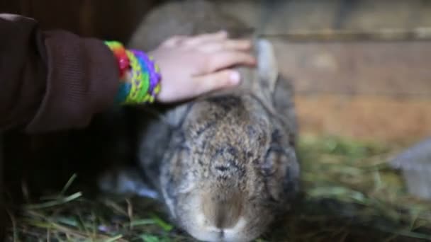 Rabbits on the farm — Stock Video