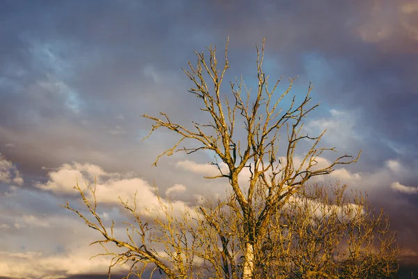 Árbol seco — Foto de Stock