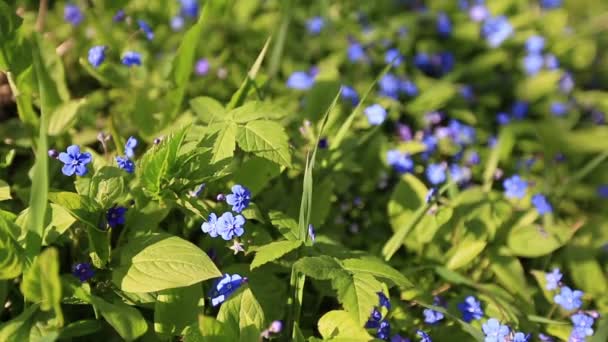 Ne m'oublie pas, petites fleurs en forme de coeur — Video