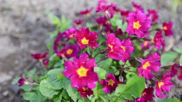 Hermosa primula — Vídeos de Stock