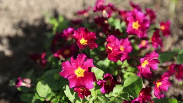 Güzel çuha çiçeği — Stok video