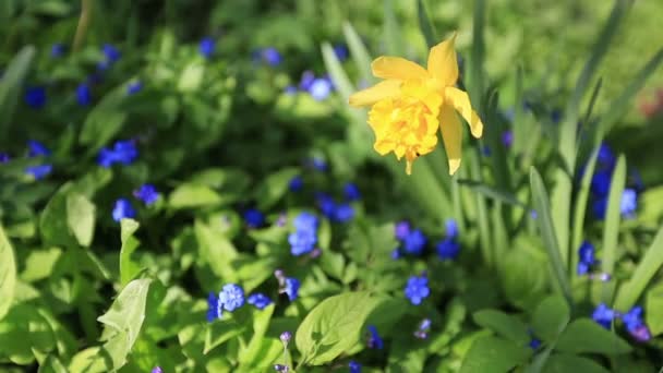 Schöne Blumen — Stockvideo