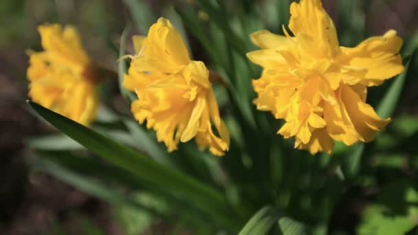 Schöne Blumen — Stockvideo