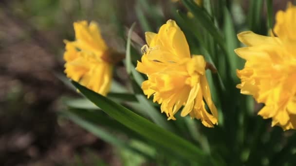 Schöne Blumen — Stockvideo