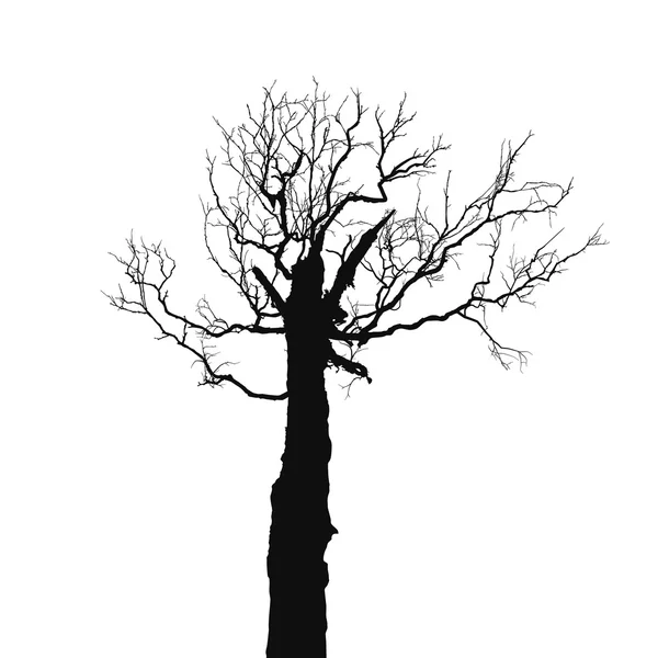 Silhouette vecchio albero secco — Vettoriale Stock