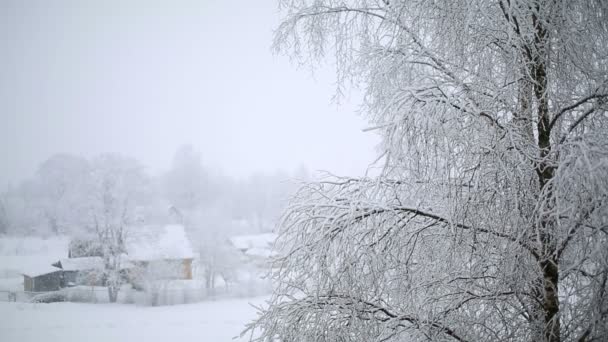 Árbol de nieve — Vídeos de Stock