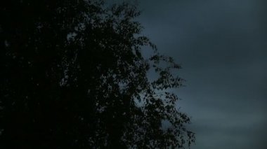 Sallanan ağaçların silueti