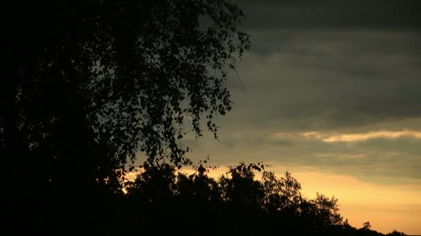 Silhouette degli alberi ondeggianti — Video Stock