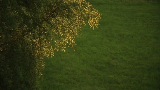 branches de bouleau oscillant 